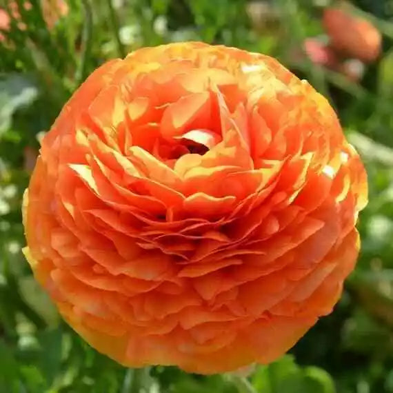 Ranunculus Tecolote Sunset Persian Buttercup 10 Jumbo Corms