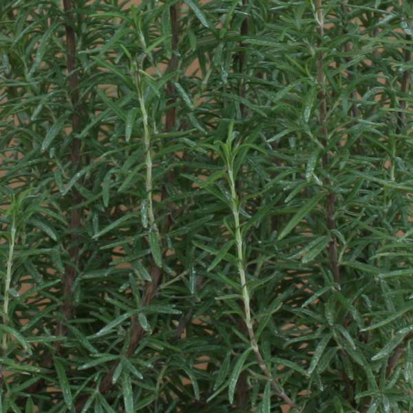 Herb Rosemary Barbecue One Well Rooted Starter Plant