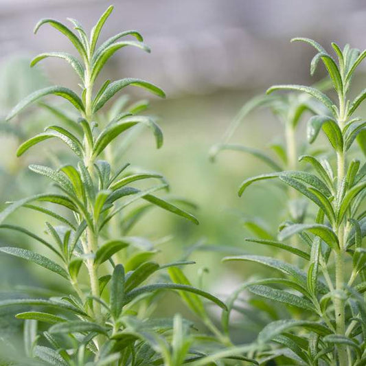 Herb Rosemary Tuscan Blue One Well Rooted Starter Plant