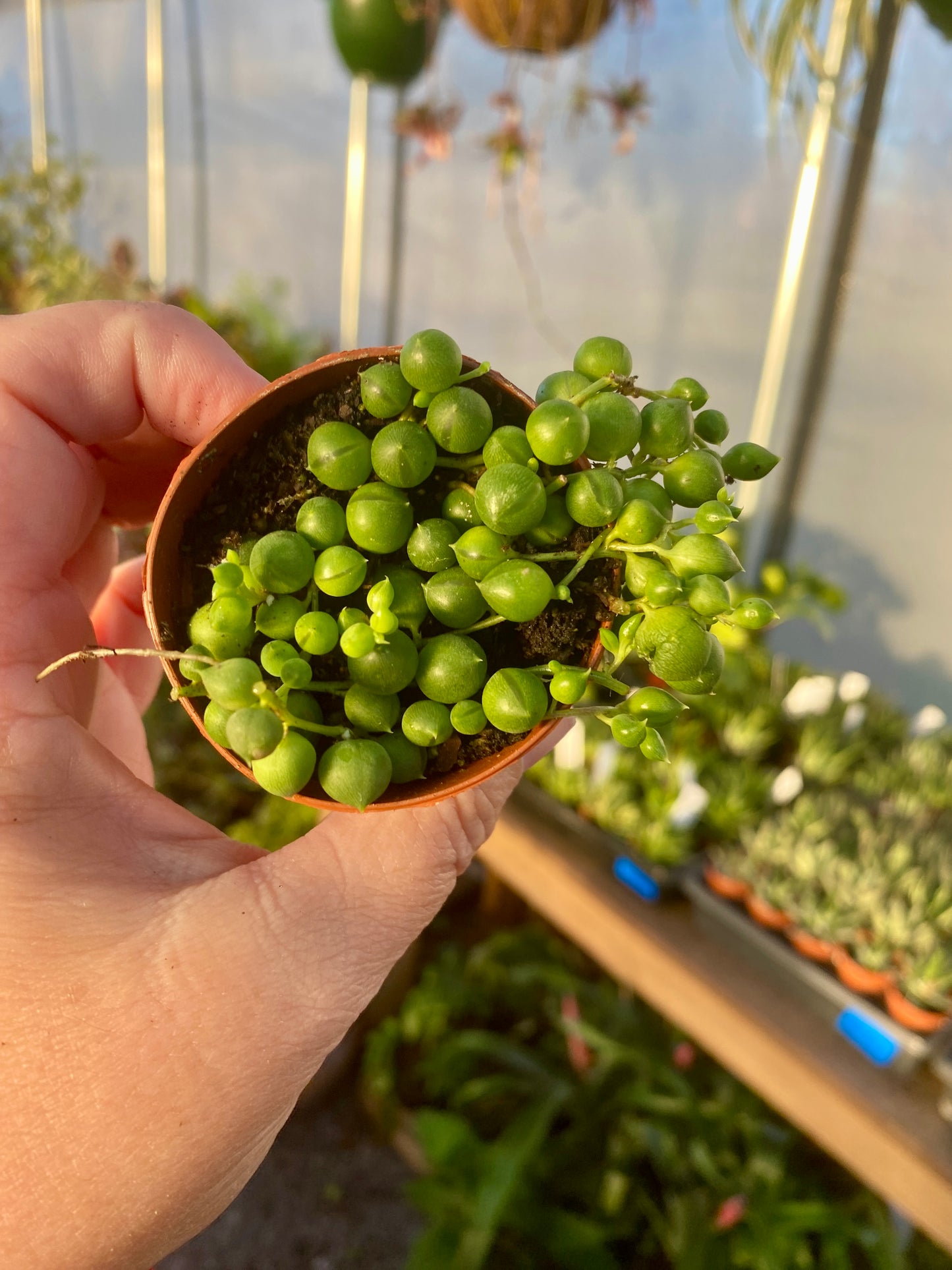 String of Pearls Solid Green Curio Senecio rowleyanus 2" Pot Live Plant