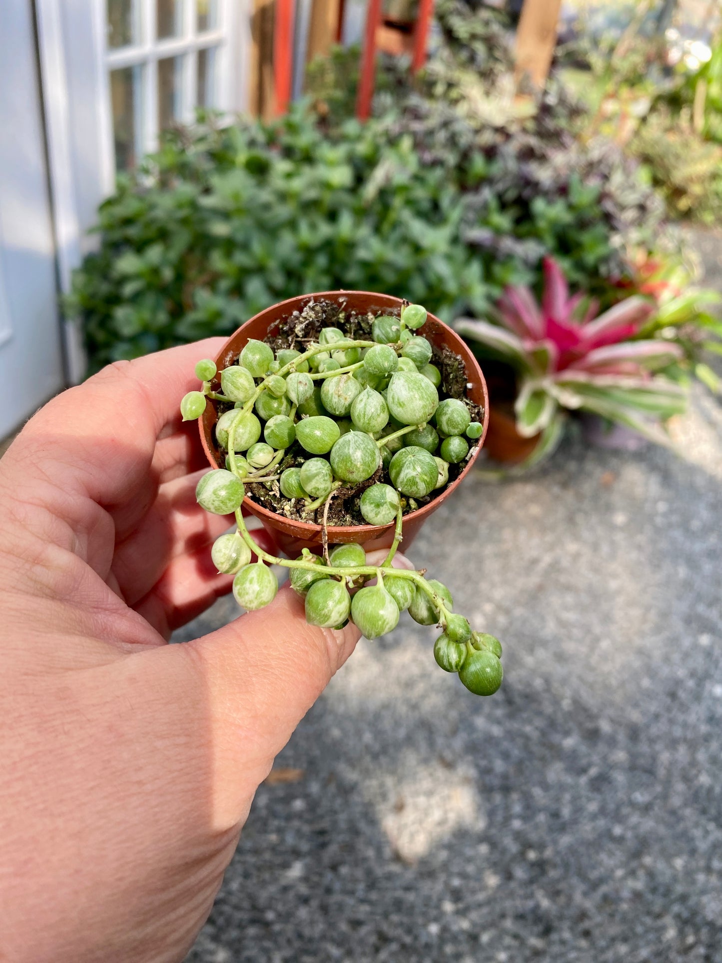 Succulent String of Pearls Frost Variegated Senecio Rowleyanus 2" Pot Live Plant