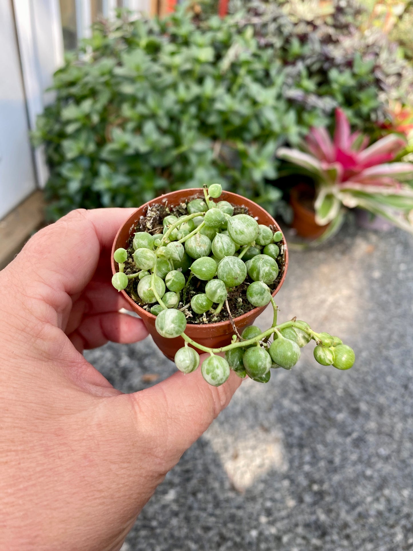 Succulent String of Pearls Frost Variegated Senecio Rowleyanus 2" Pot Live Plant