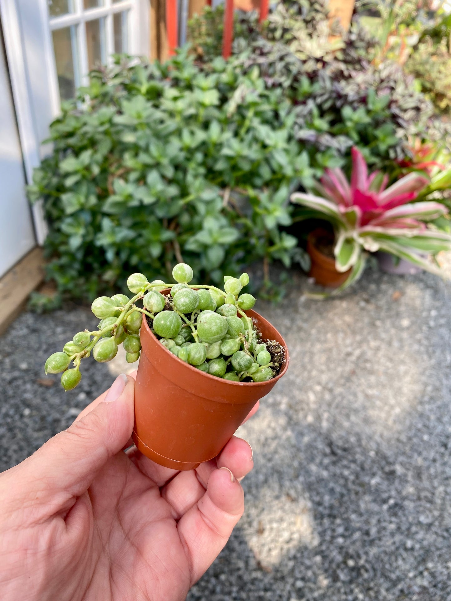 Succulent String of Pearls Frost Variegated Senecio Rowleyanus 2" Pot Live Plant