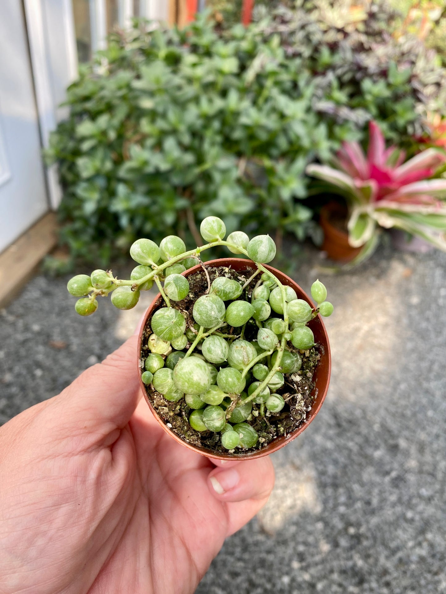 Succulent String of Pearls Frost Variegated Senecio Rowleyanus 2" Pot Live Plant