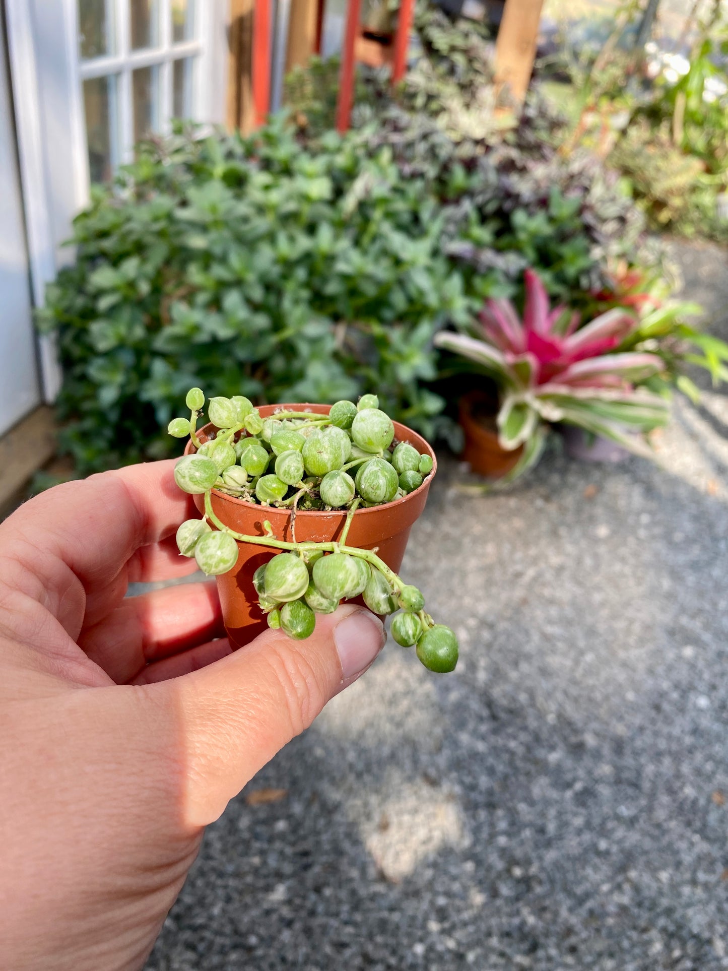 Succulent String of Pearls Frost Variegated Senecio Rowleyanus 2" Pot Live Plant