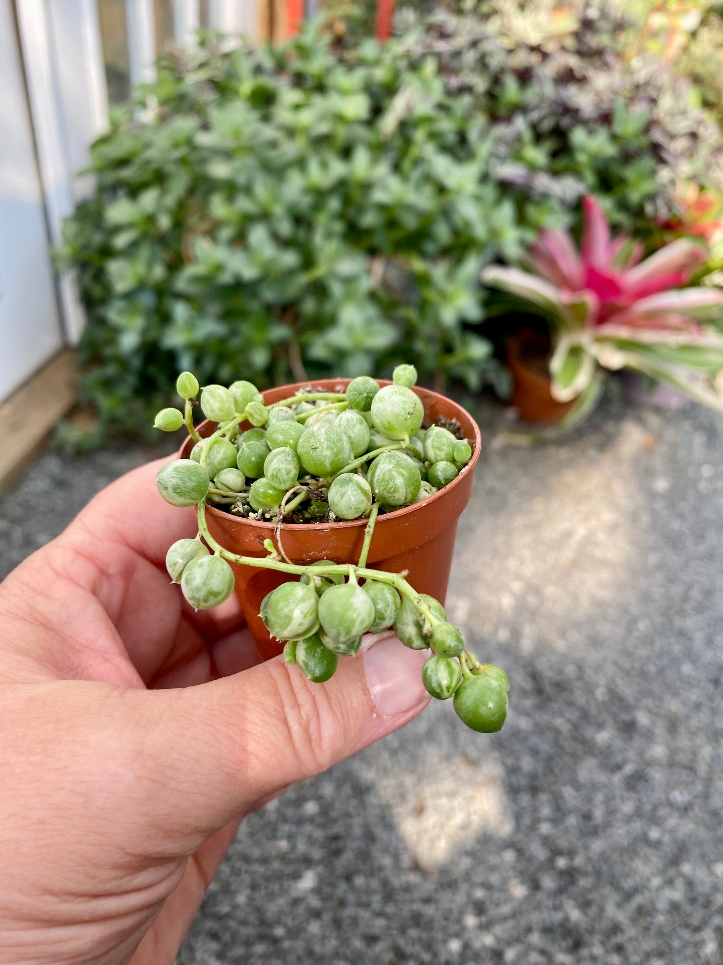 Succulent String of Pearls Frost Variegated Senecio Rowleyanus 2" Pot Live Plant