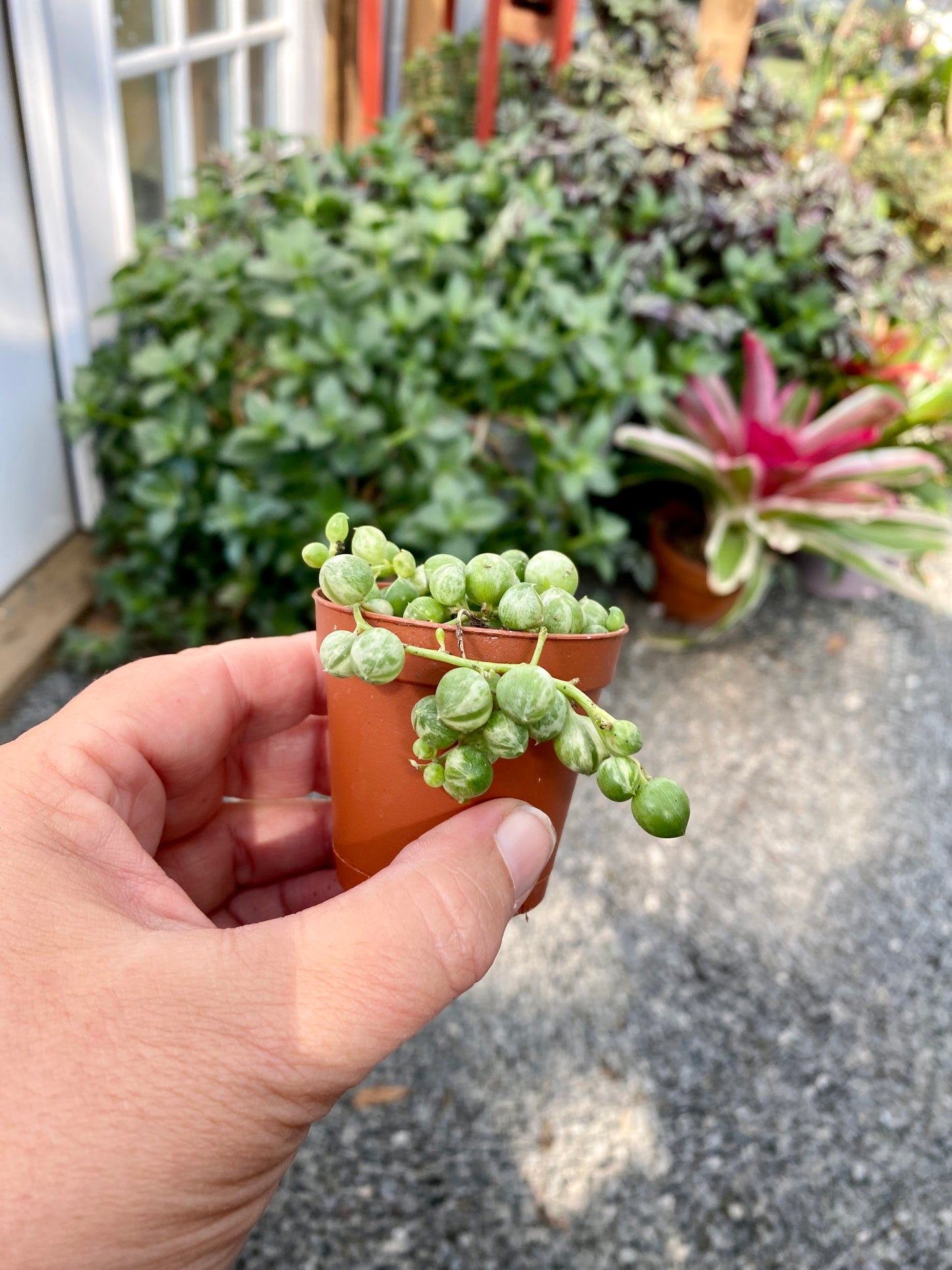 Succulent String of Pearls Frost Variegated Senecio Rowleyanus 2" Pot Live Plant