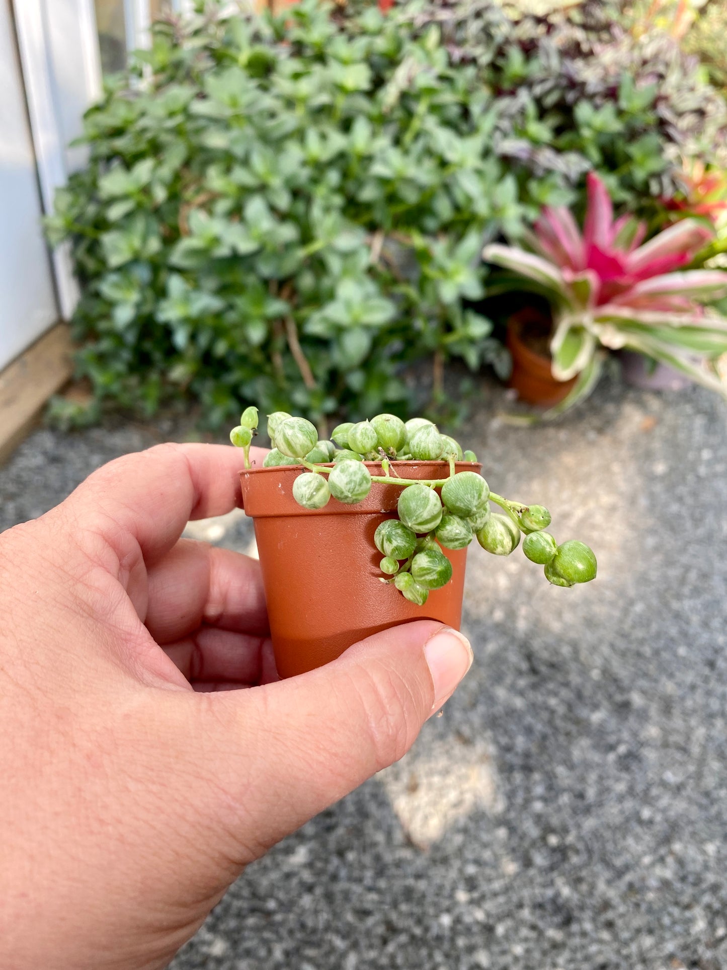 Succulent String of Pearls Frost Variegated Senecio Rowleyanus 2" Pot Live Plant