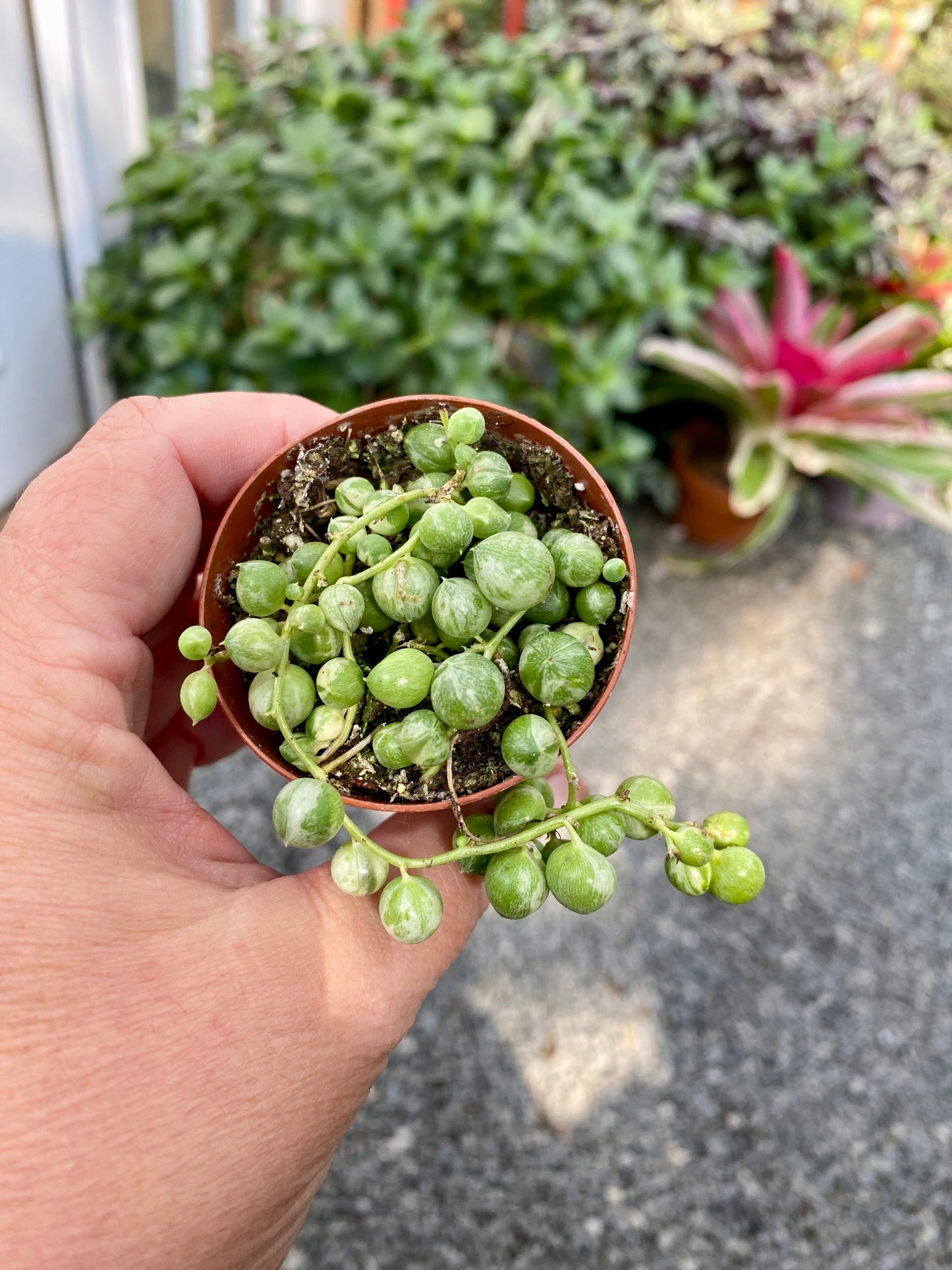 Succulent String of Pearls Frost Variegated Senecio Rowleyanus 2" Pot Live Plant