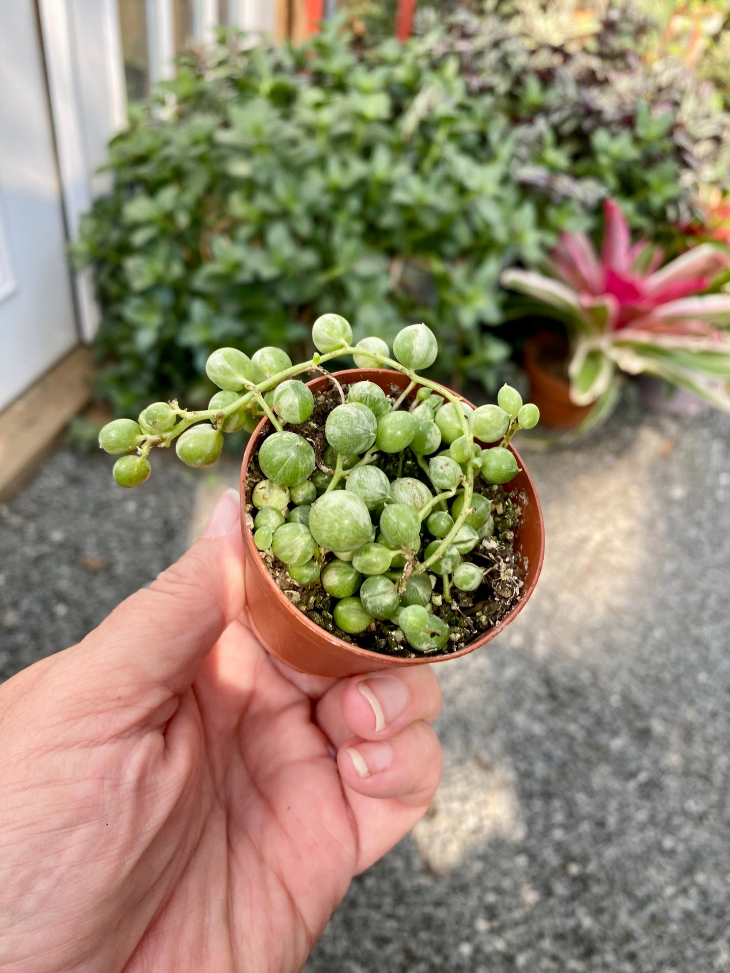 Succulent String of Pearls Frost Variegated Senecio Rowleyanus 2" Pot Live Plant