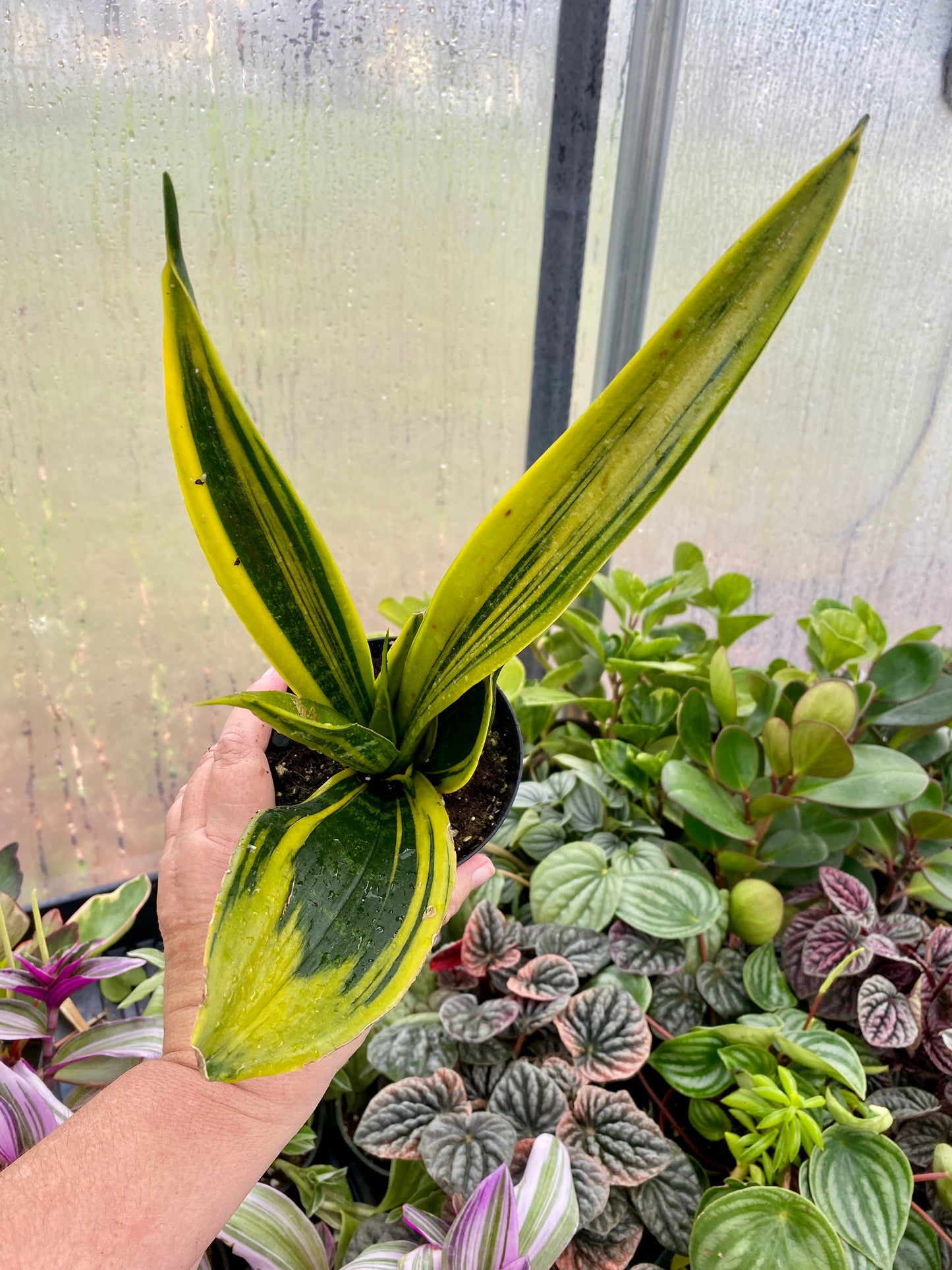 Snake Plant Sansevieria Gold Flame 4" Pot Live Plant