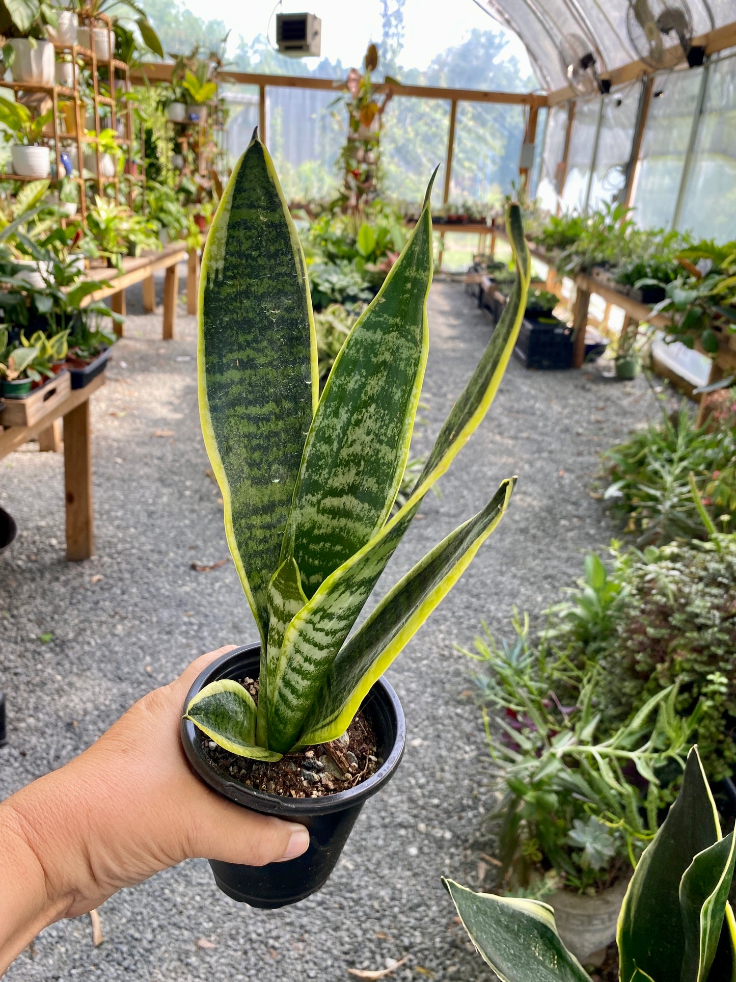 Sansevieria Superba Snake Plant 4" Pot Live Plant