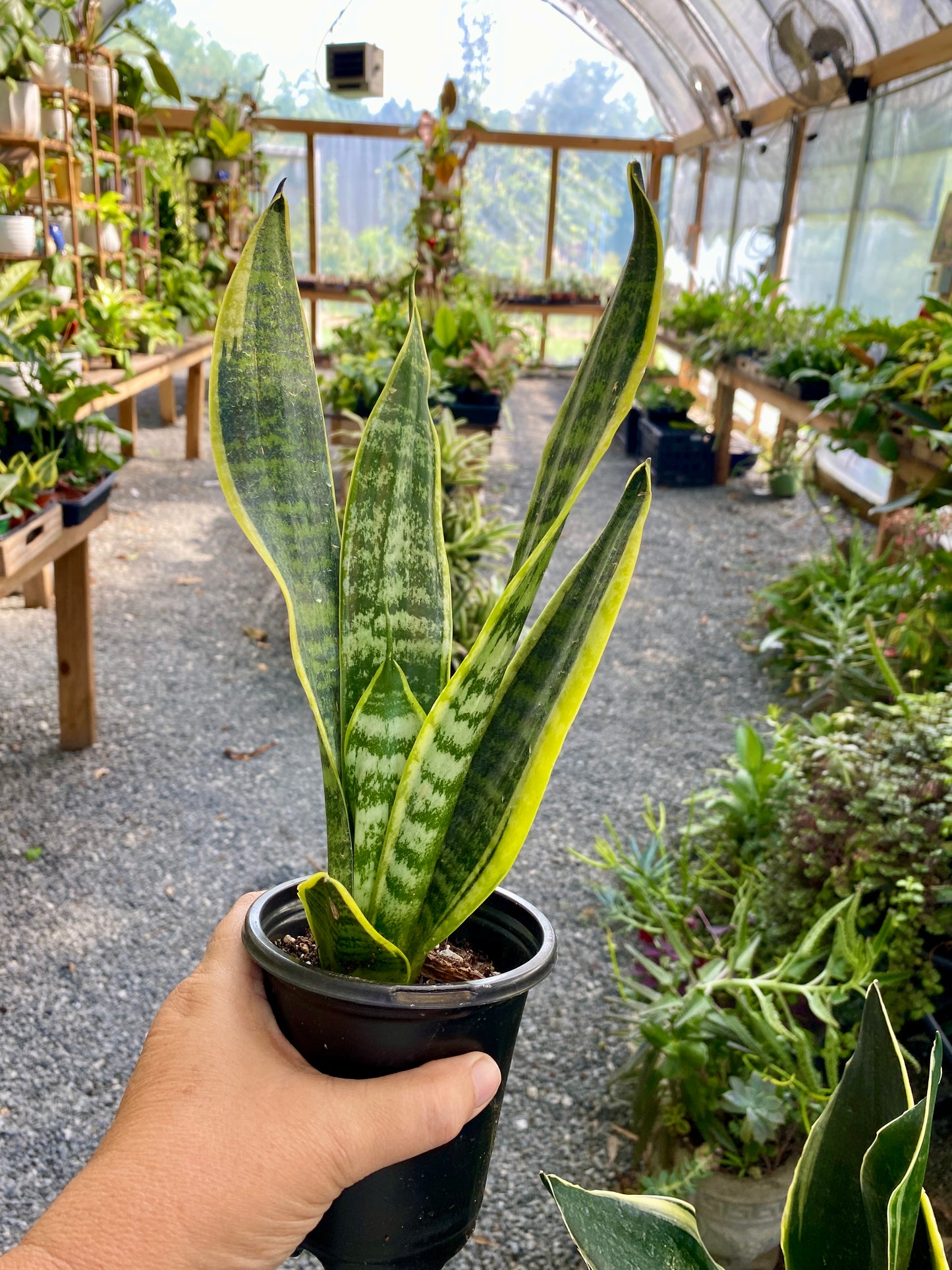 Sansevieria Superba Snake Plant 4" Pot Live Plant