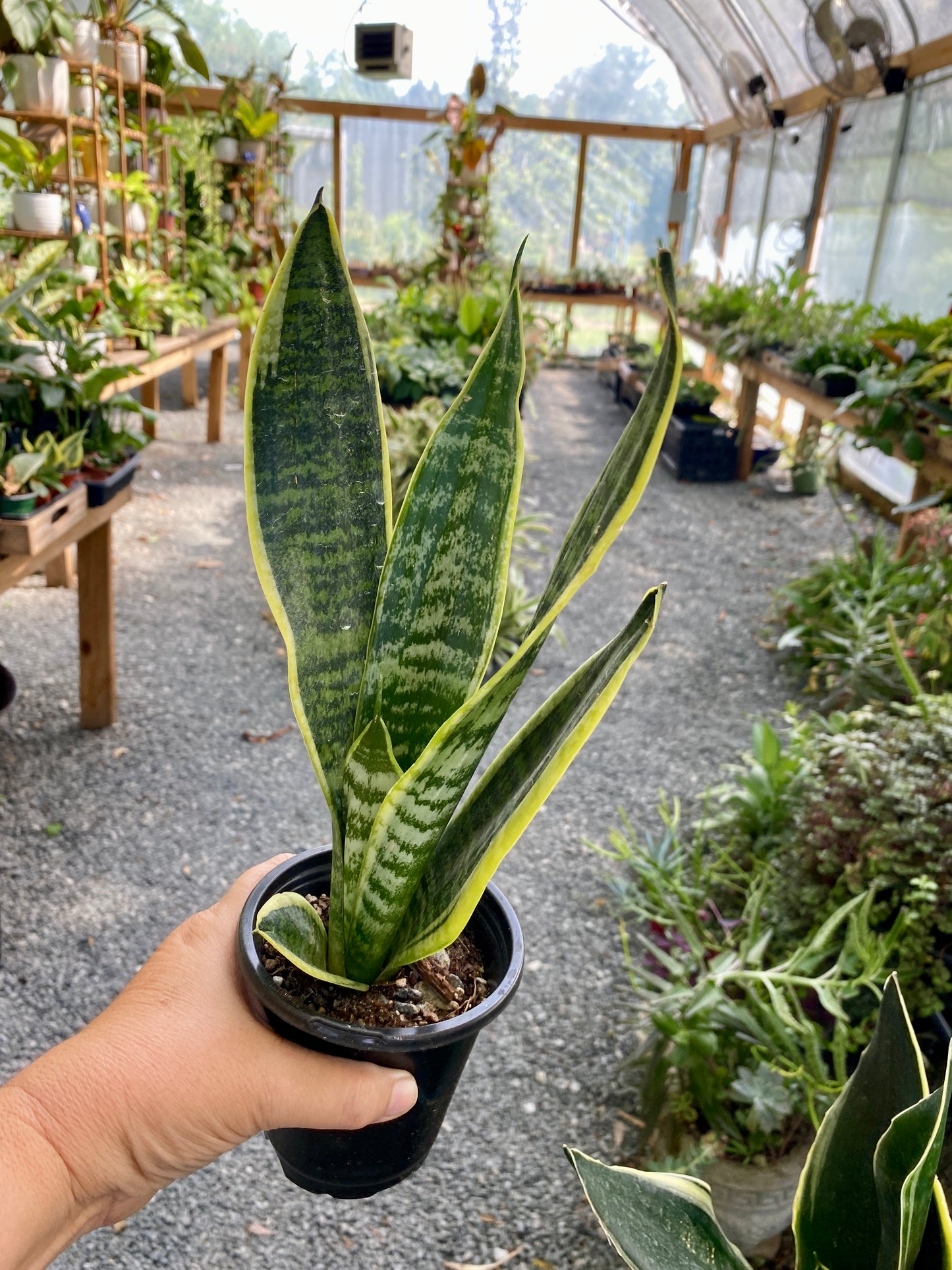 Sansevieria Superba Snake Plant 4" Pot Live Plant