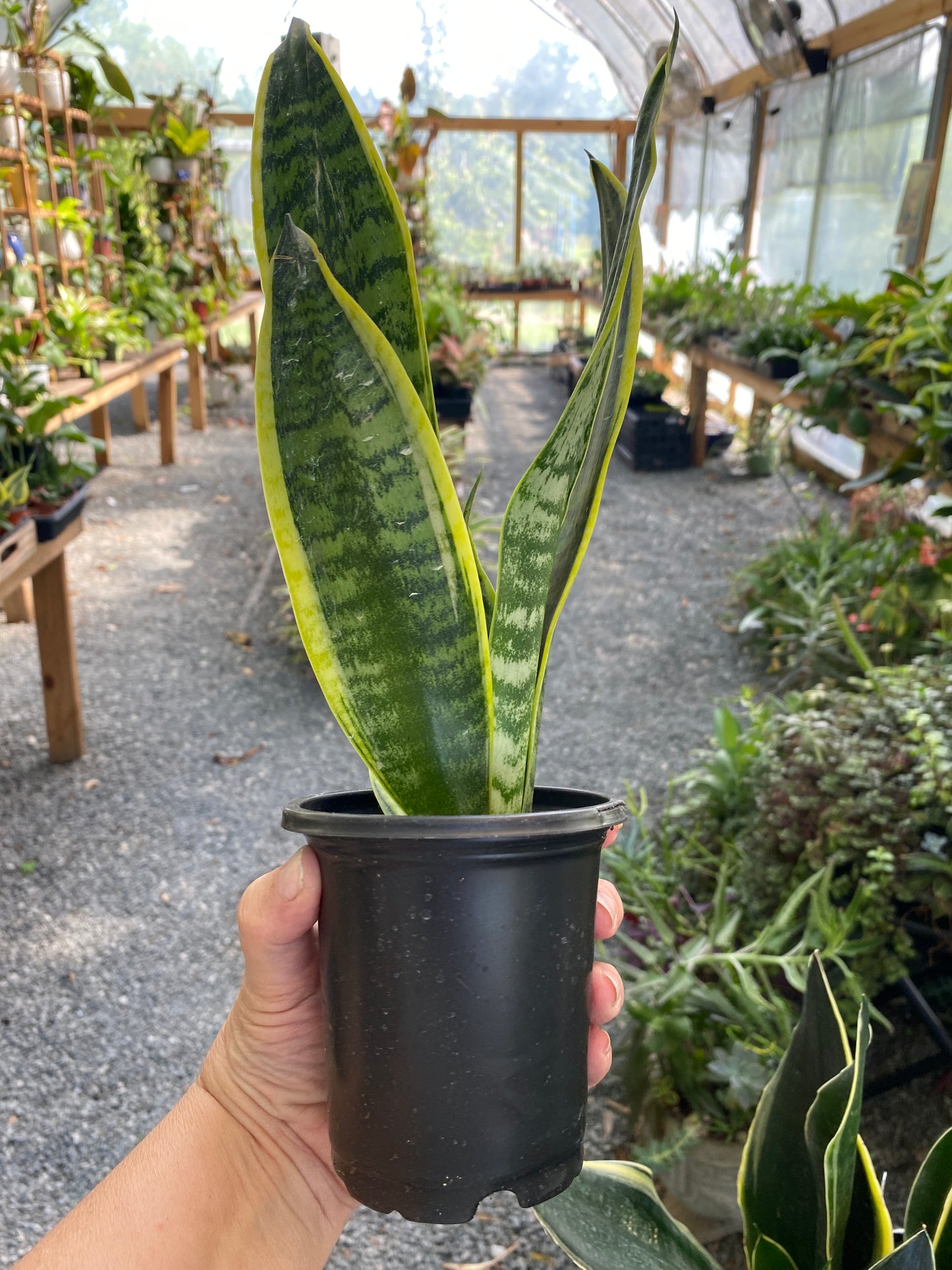 Sansevieria Superba Snake Plant 4" Pot Live Plant