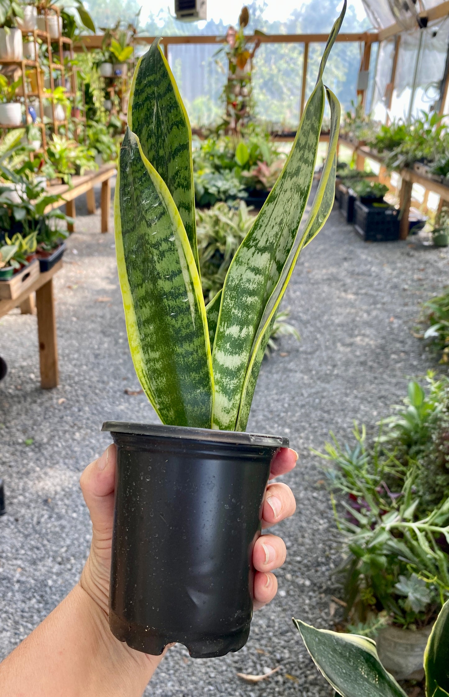 Sansevieria Superba Snake Plant 4" Pot Live Plant