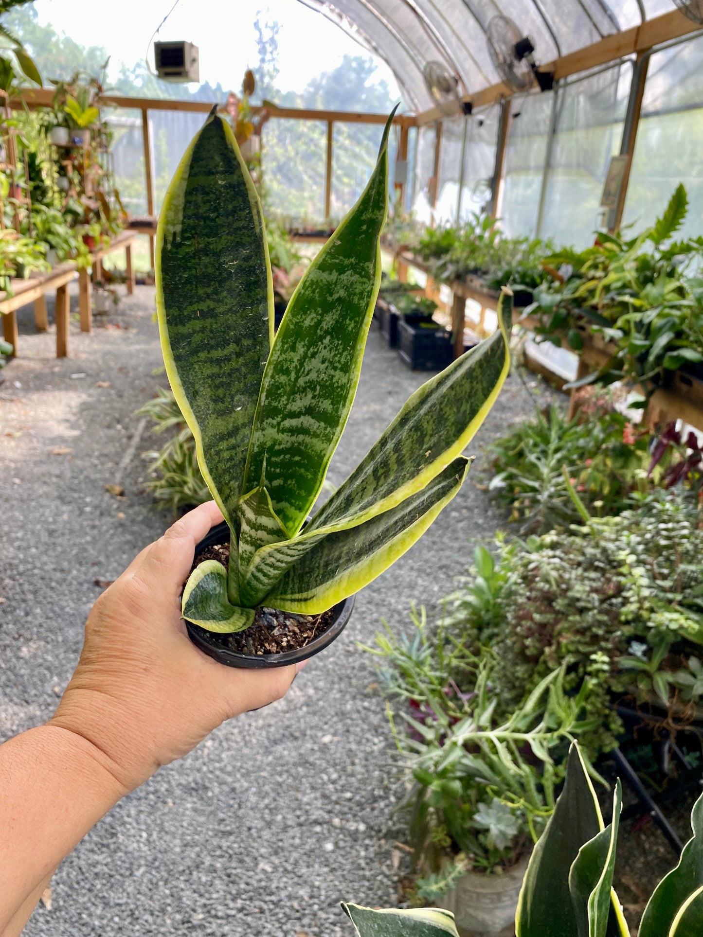 Sansevieria Superba Snake Plant 4" Pot Live Plant