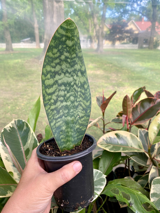 Sansevieria Masoniana Shark Fin Whale Fin Snake Plant 4” Pot Live Plant