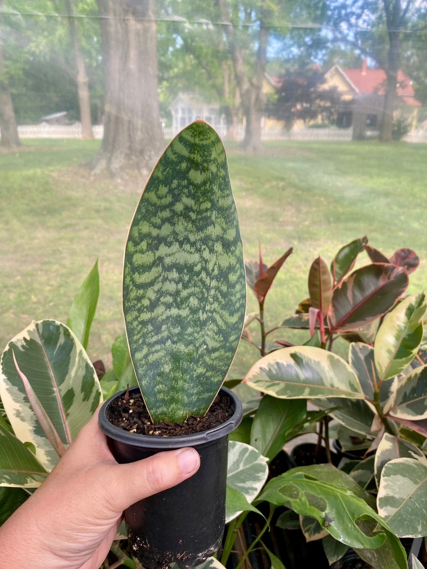 Sansevieria Masoniana Shark Fin Whale Fin Snake Plant 4” Pot Live Plant