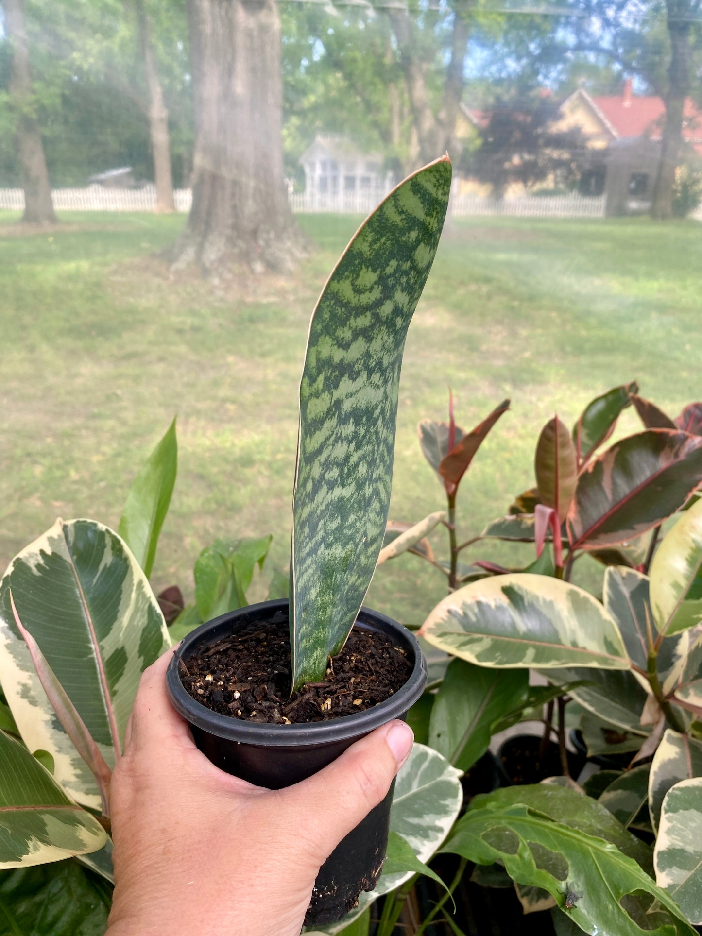 Sansevieria Masoniana Shark Fin Whale Fin Snake Plant 4” Pot Live Plant