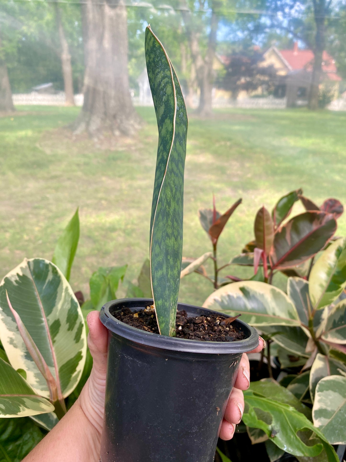 Sansevieria Masoniana Shark Fin Whale Fin Snake Plant 4” Pot Live Plant