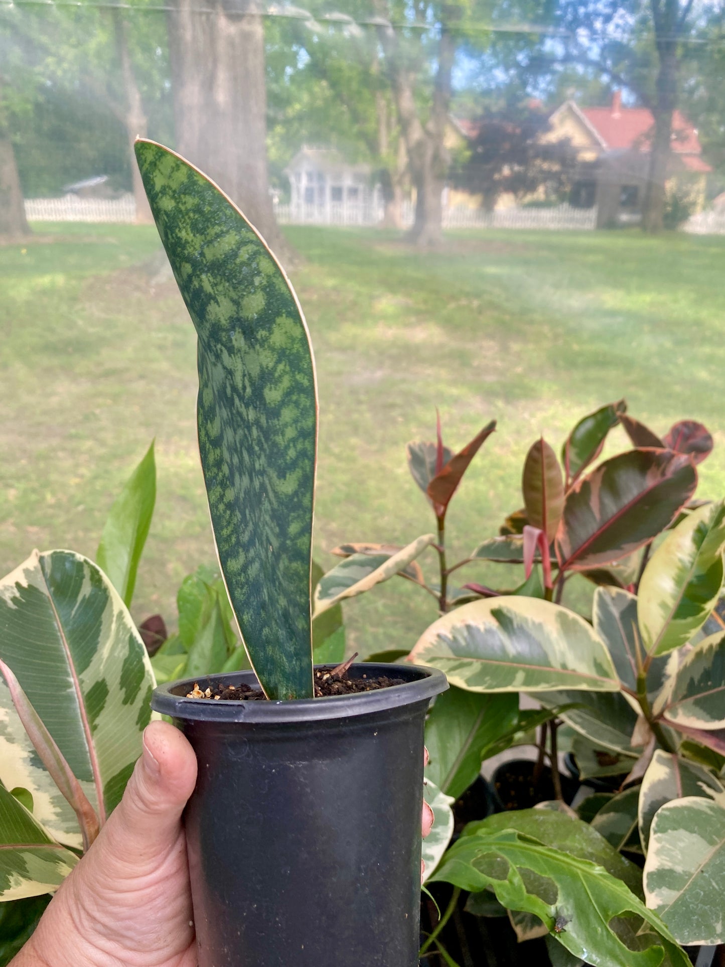 Sansevieria Masoniana Shark Fin Whale Fin Snake Plant 4” Pot Live Plant