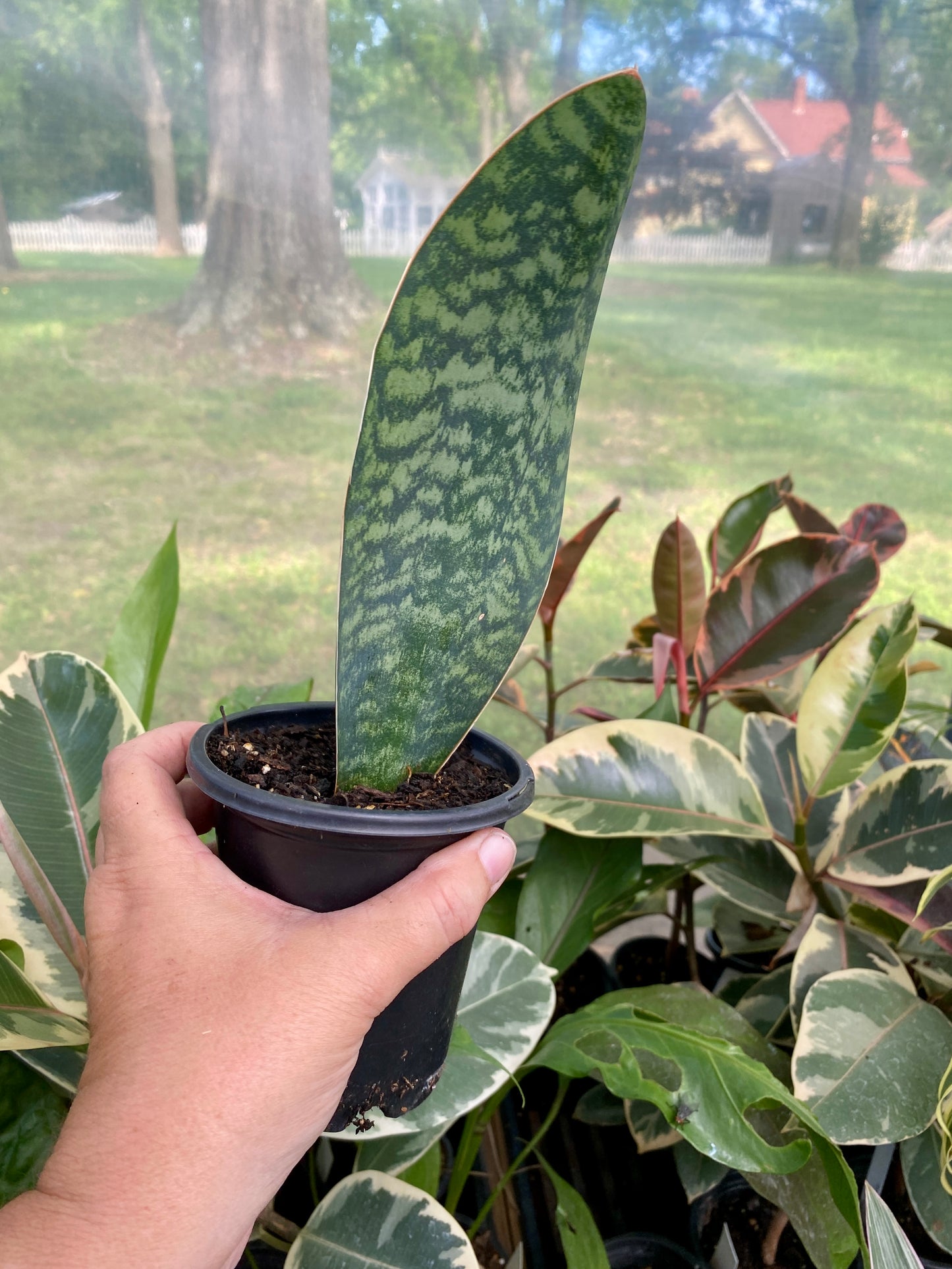 Sansevieria Masoniana Shark Fin Whale Fin Snake Plant 4” Pot Live Plant