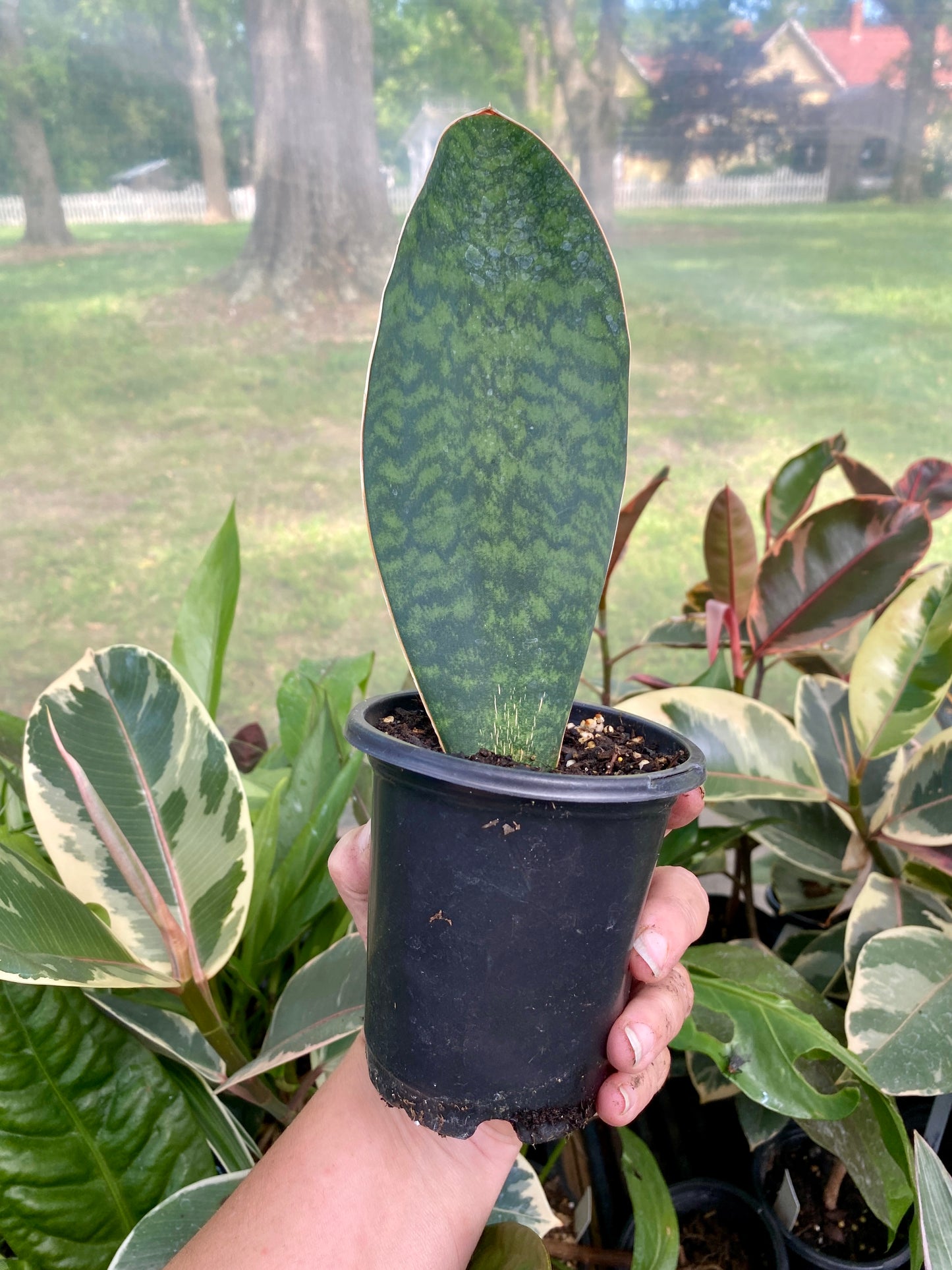 Sansevieria Masoniana Shark Fin Whale Fin Snake Plant 4” Pot Live Plant