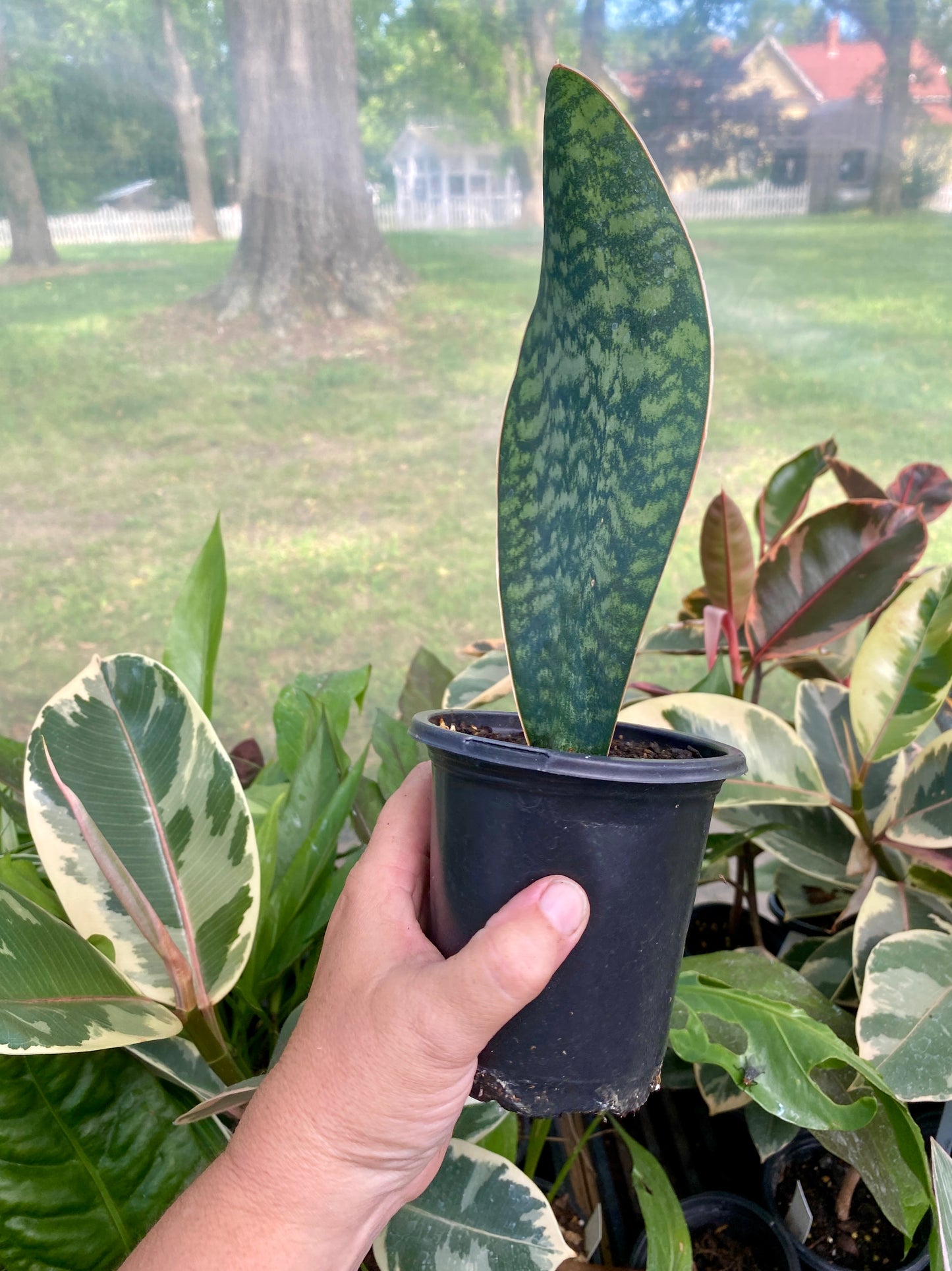 Sansevieria Masoniana Shark Fin Whale Fin Snake Plant 4” Pot Live Plant