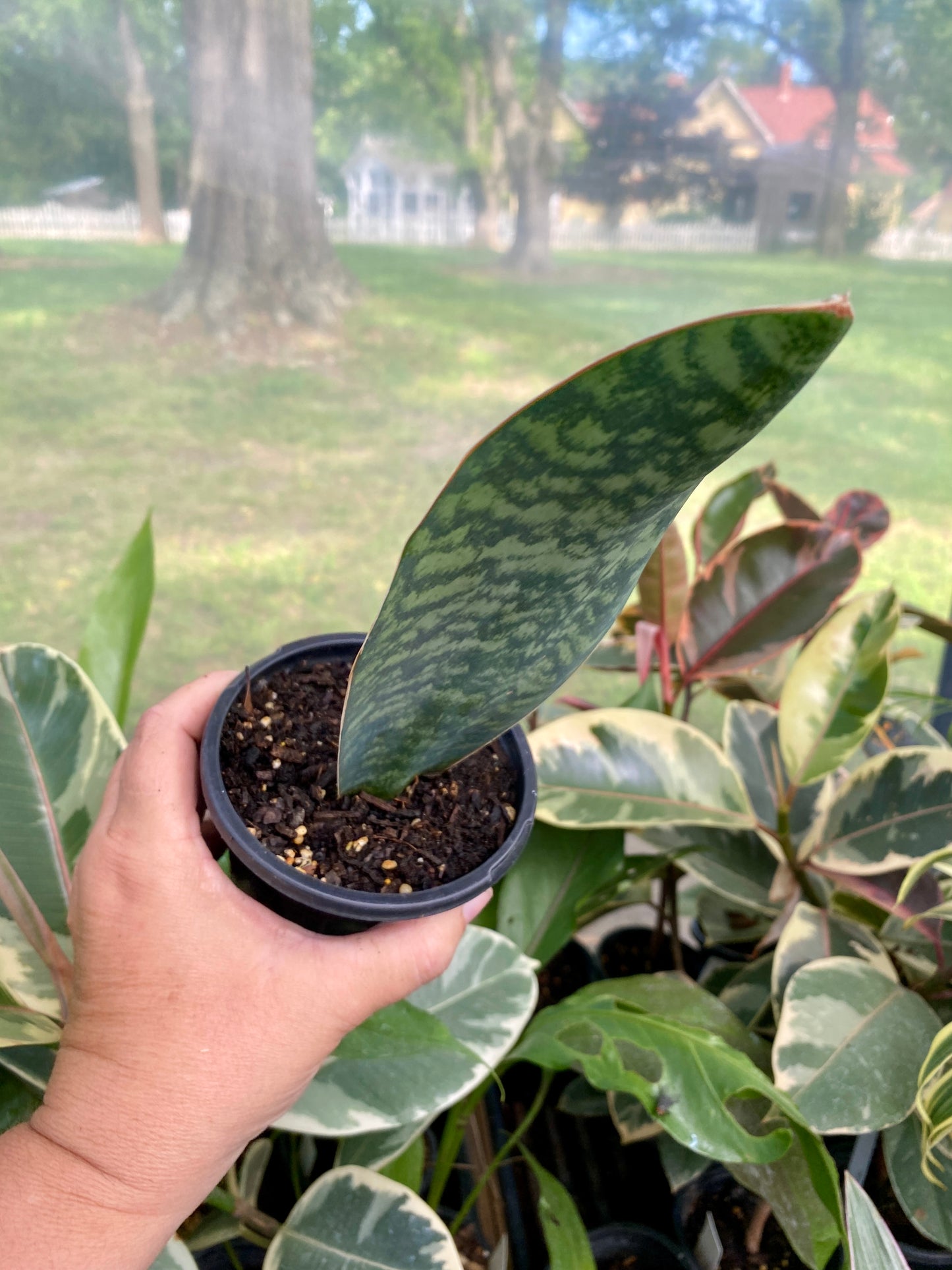 Sansevieria Masoniana Shark Fin Whale Fin Snake Plant 4” Pot Live Plant