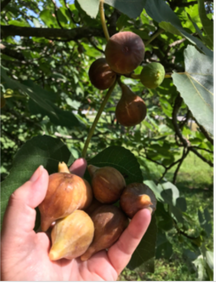 Figs Fresh 1 lb Bag