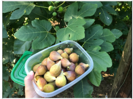 Figs Fresh 1 lb Bag