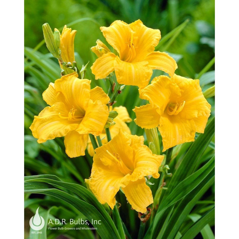 Daylily Stella de Ora
