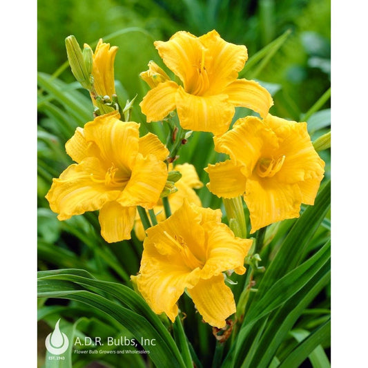 Daylily Stella de Ora