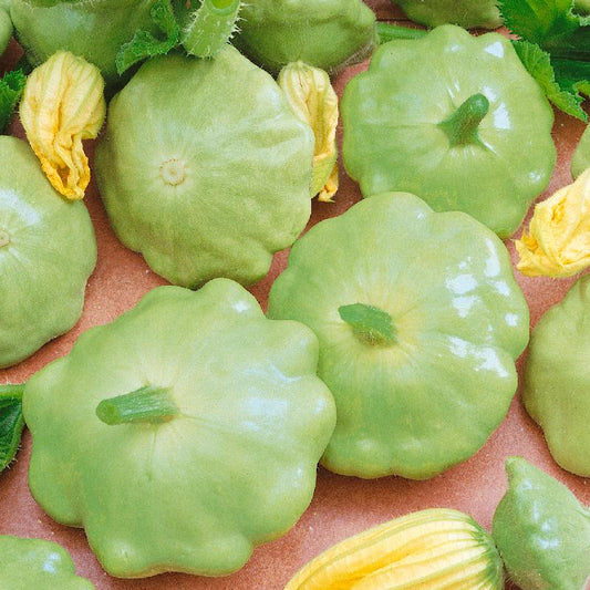 Squash Summer Bennings Green Tint Scallop Open Pollinated Heirloom 20 Seeds