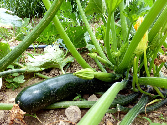 Squash Zucchini Black Beauty Open Pollinated Heirloom 20 Seeds