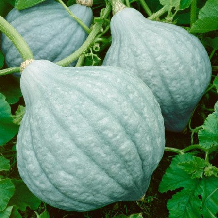 Squash Winter Blue Hubbard Open Pollinated Heirloom 10 Seeds