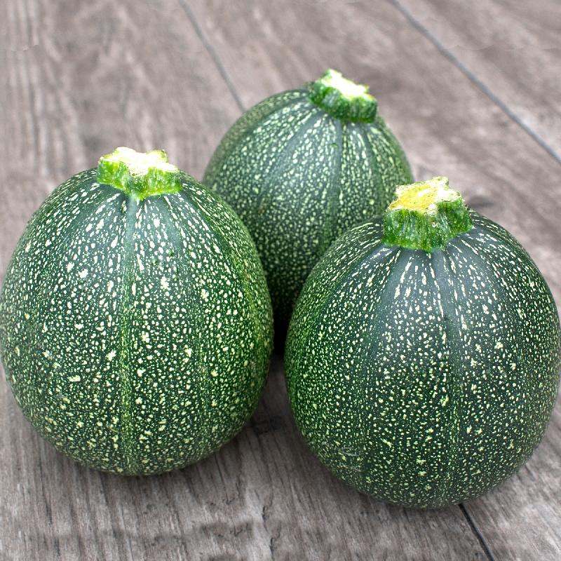 Squash Summer Zucchini Round Open Pollinated Heirloom 20 Seeds