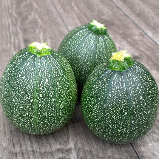 Squash Summer Zucchini Round Open Pollinated Heirloom 20 Seeds