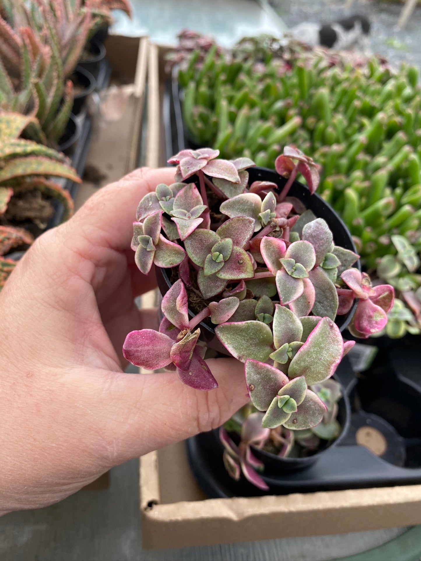 Crassula Calico Kitten Variegated marginalis rubra 2.5" Pot Live Plant