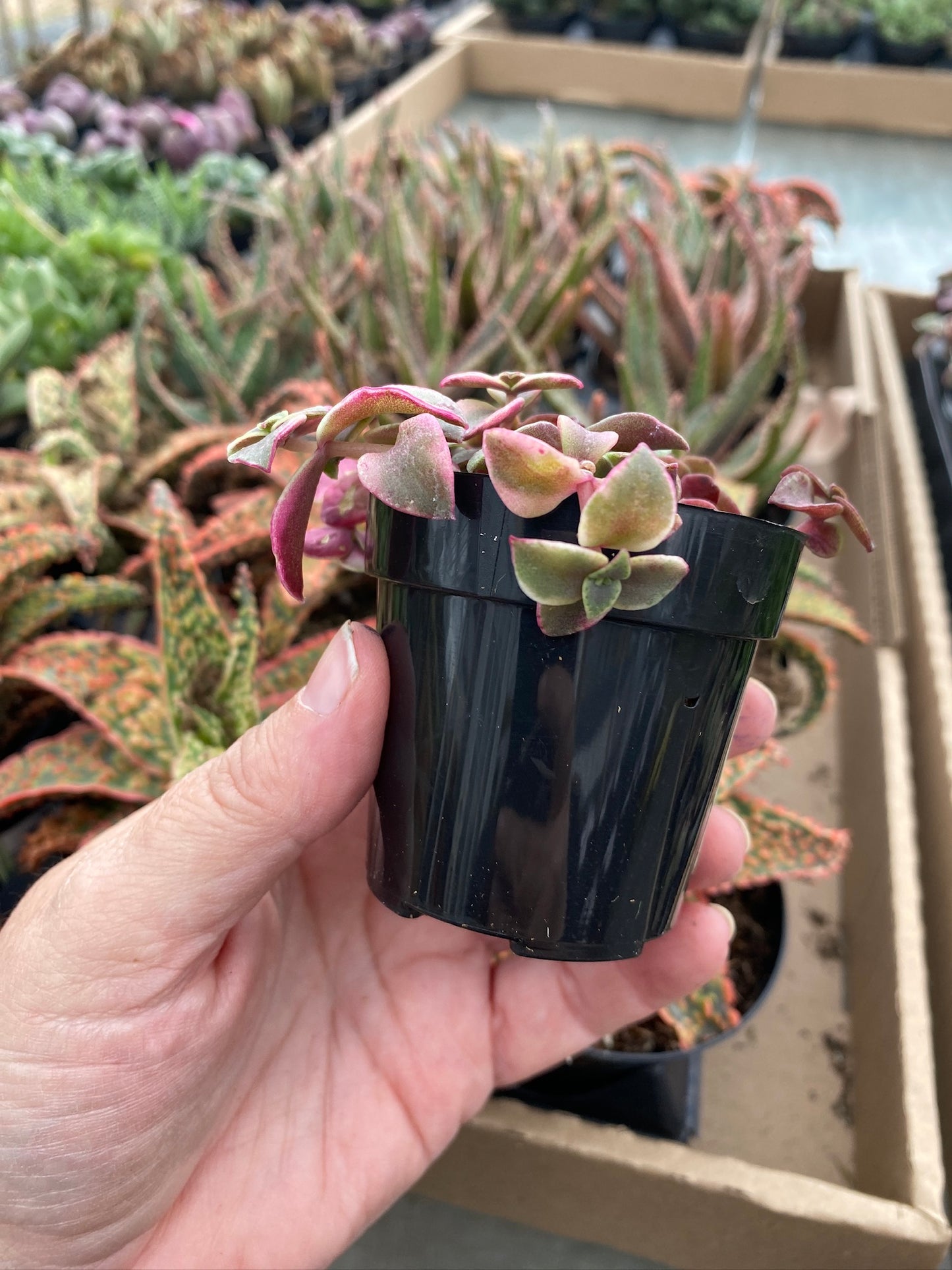 Crassula Calico Kitten Variegated marginalis rubra 2.5" Pot Live Plant