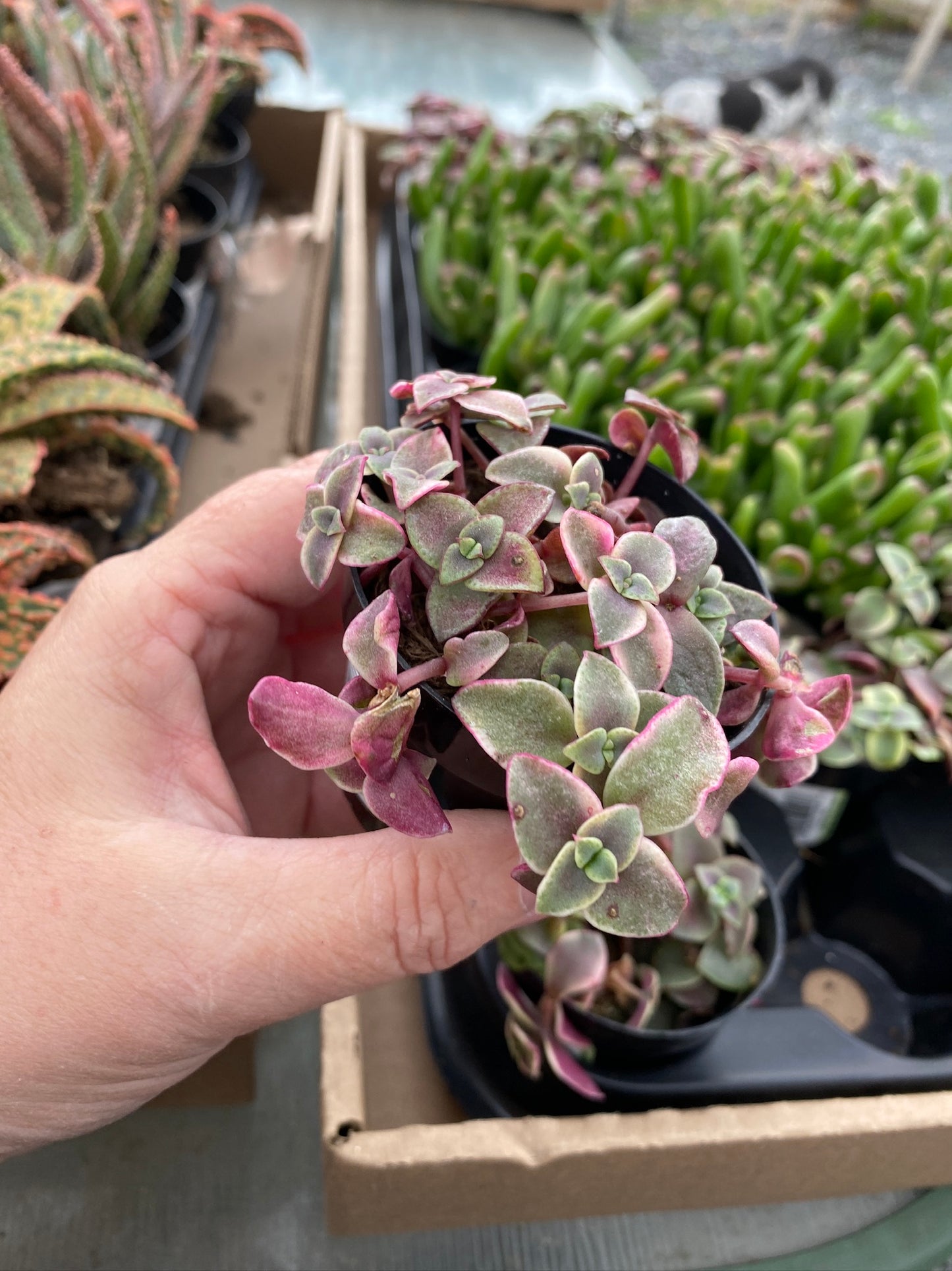 Crassula Calico Kitten Variegated marginalis rubra 2.5" Pot Live Plant