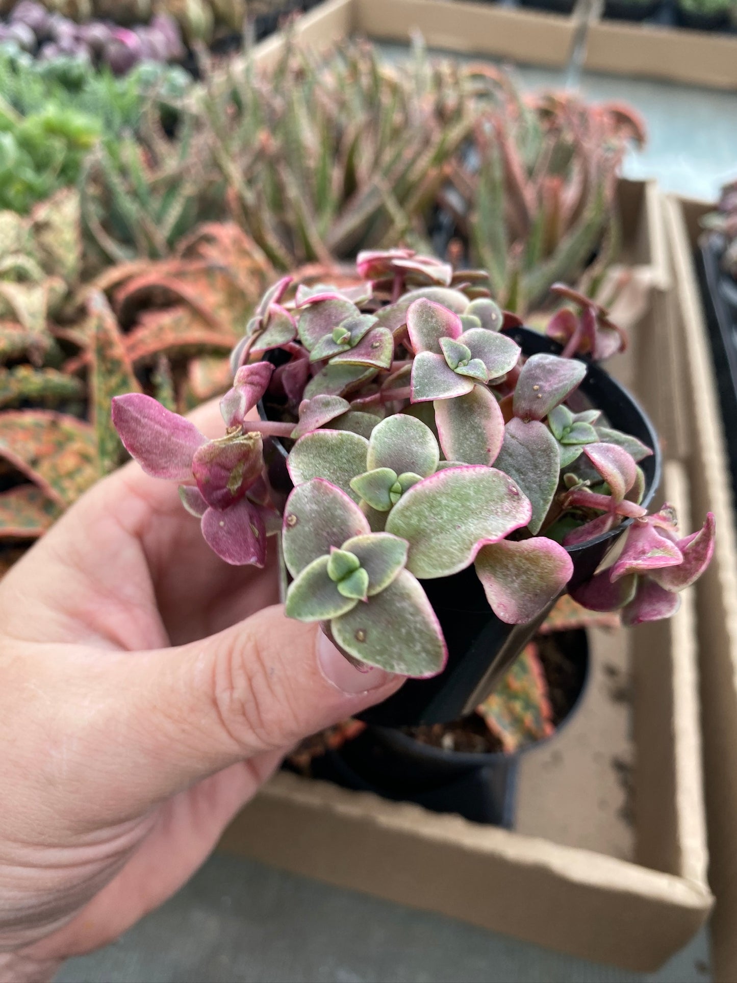 Crassula Calico Kitten Variegated marginalis rubra 2.5" Pot Live Plant