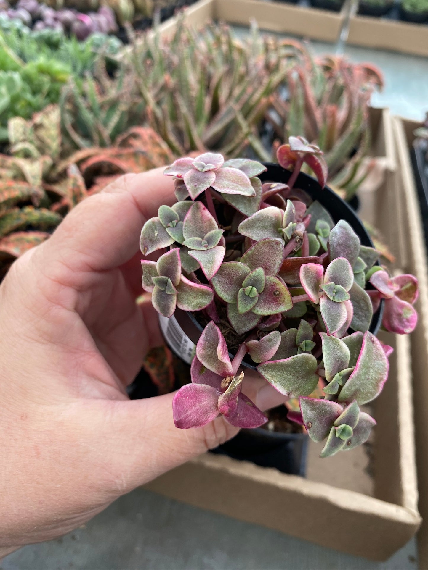 Crassula Calico Kitten Variegated marginalis rubra 2.5" Pot Live Plant