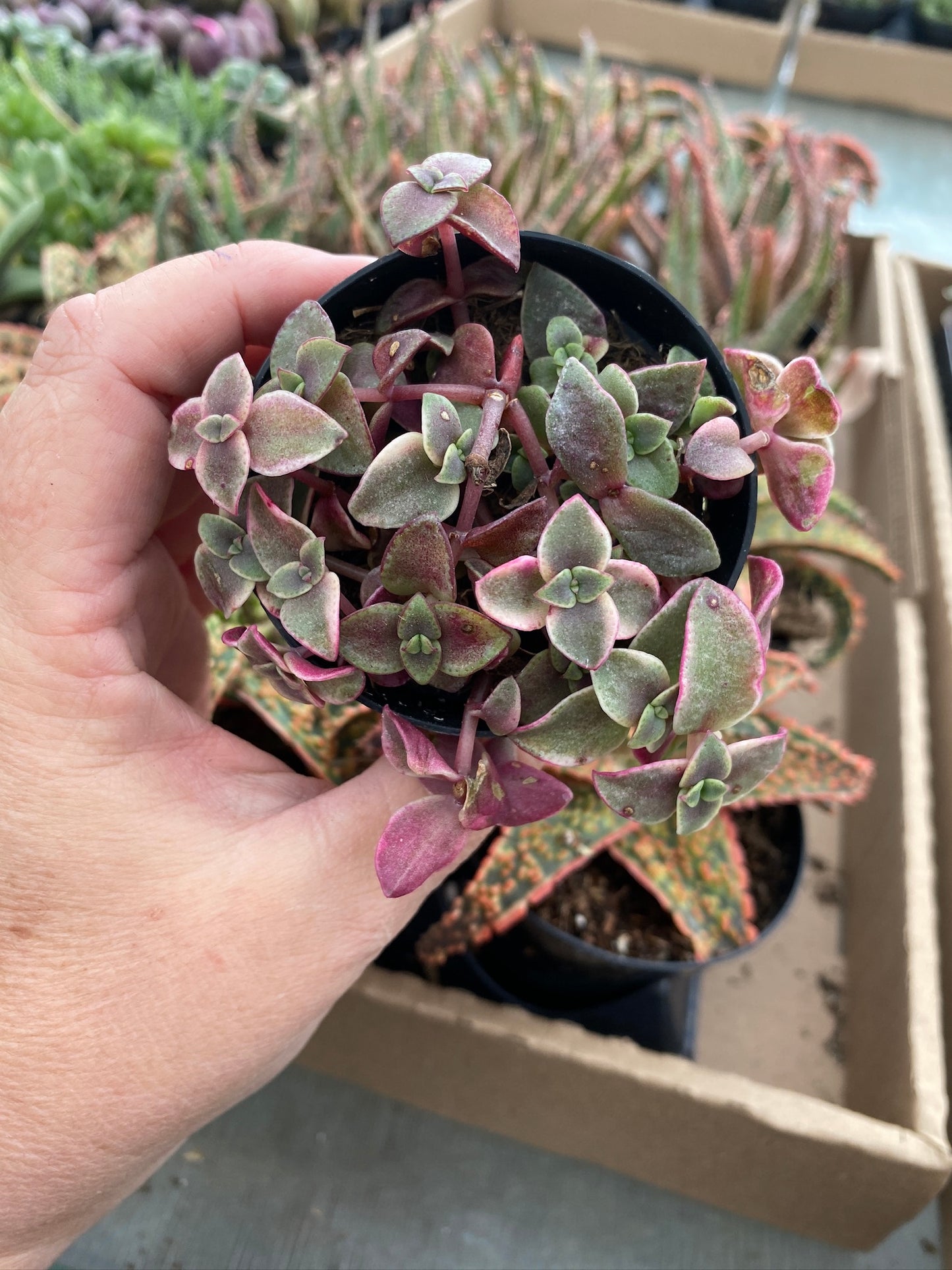 Crassula Calico Kitten Variegated marginalis rubra 2.5" Pot Live Plant