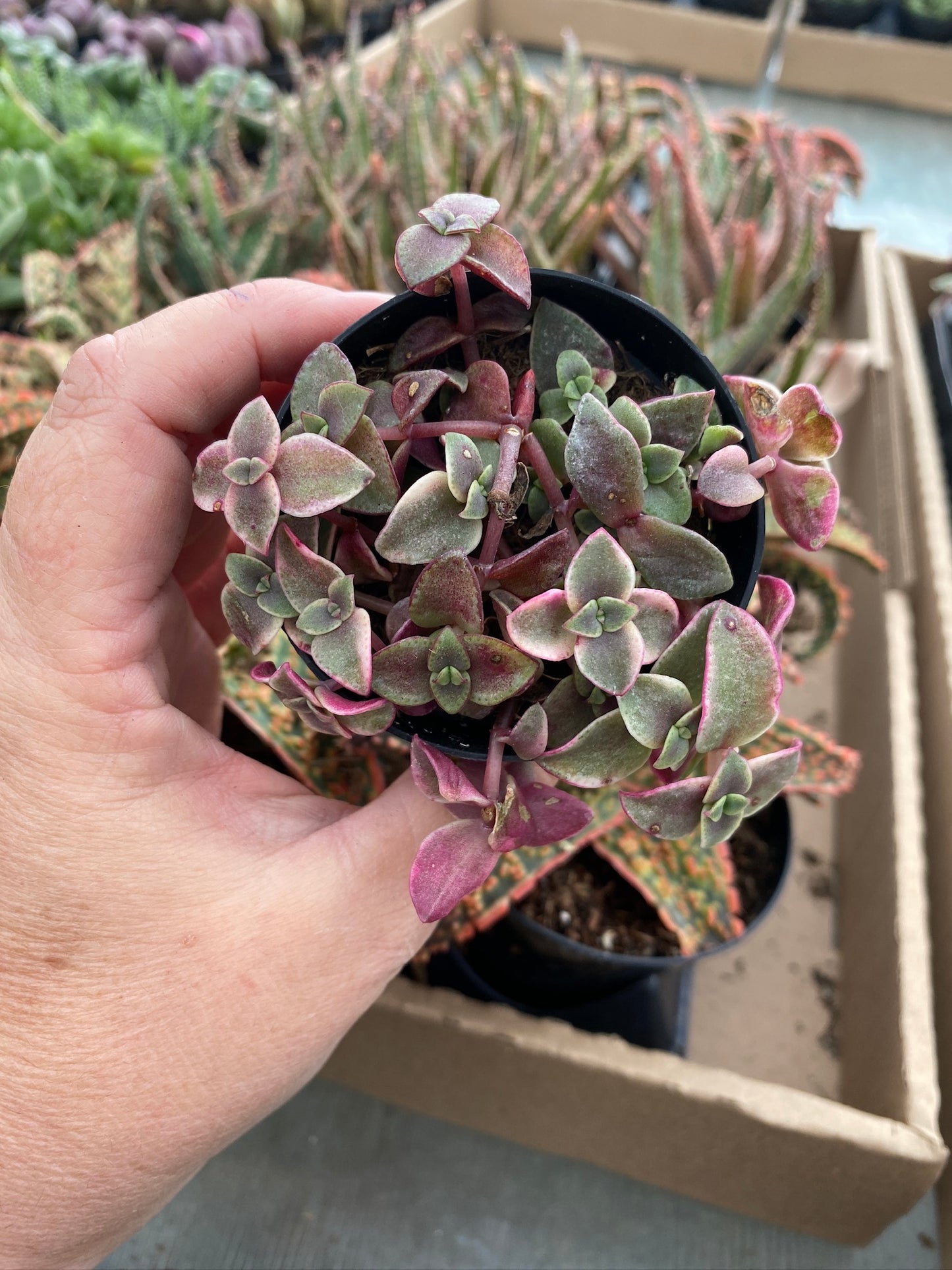 Crassula Calico Kitten Variegated marginalis rubra 2.5" Pot Live Plant