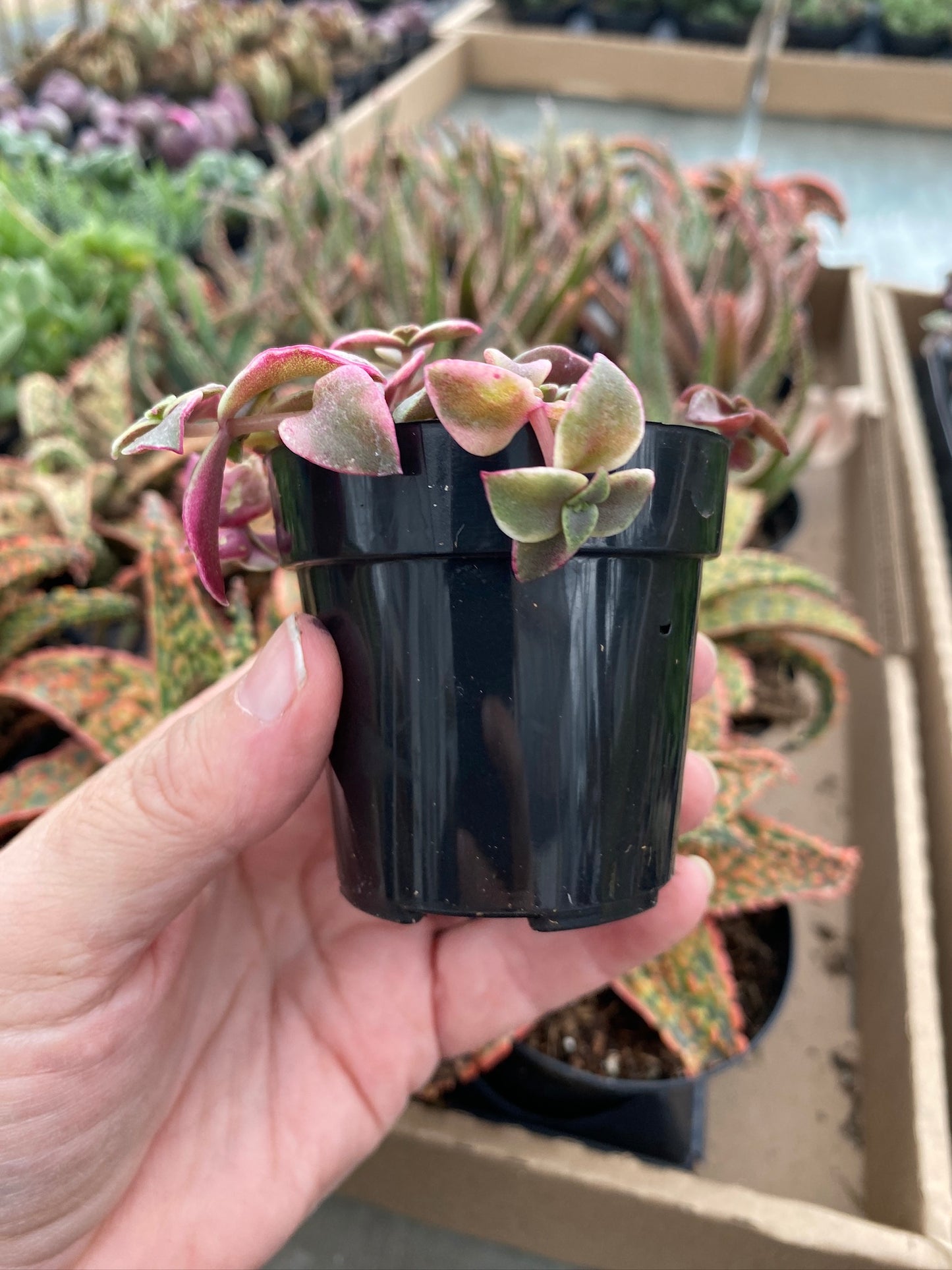 Crassula Calico Kitten Variegated marginalis rubra 2.5" Pot Live Plant