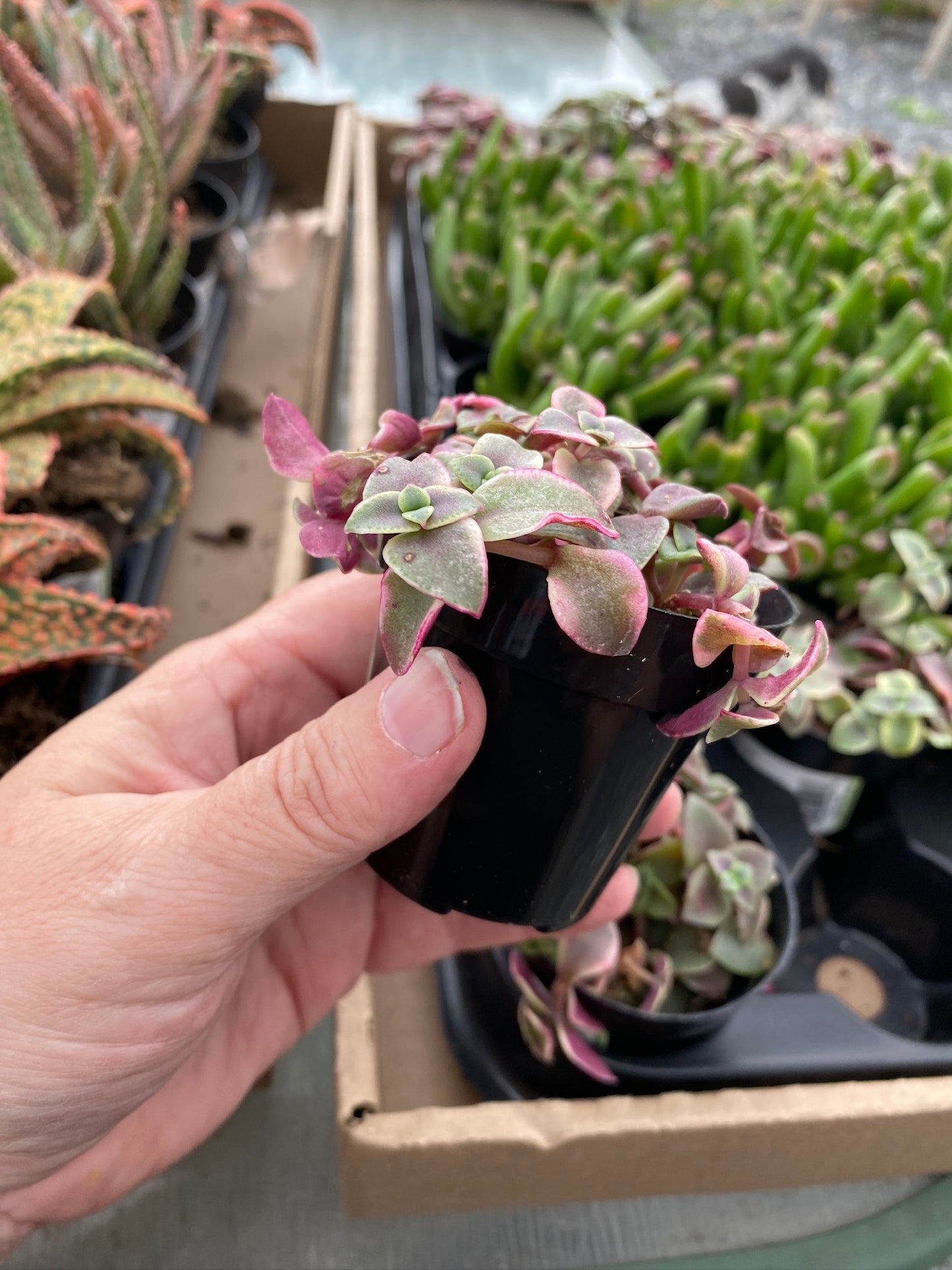 Crassula Calico Kitten Variegated marginalis rubra 2.5" Pot Live Plant