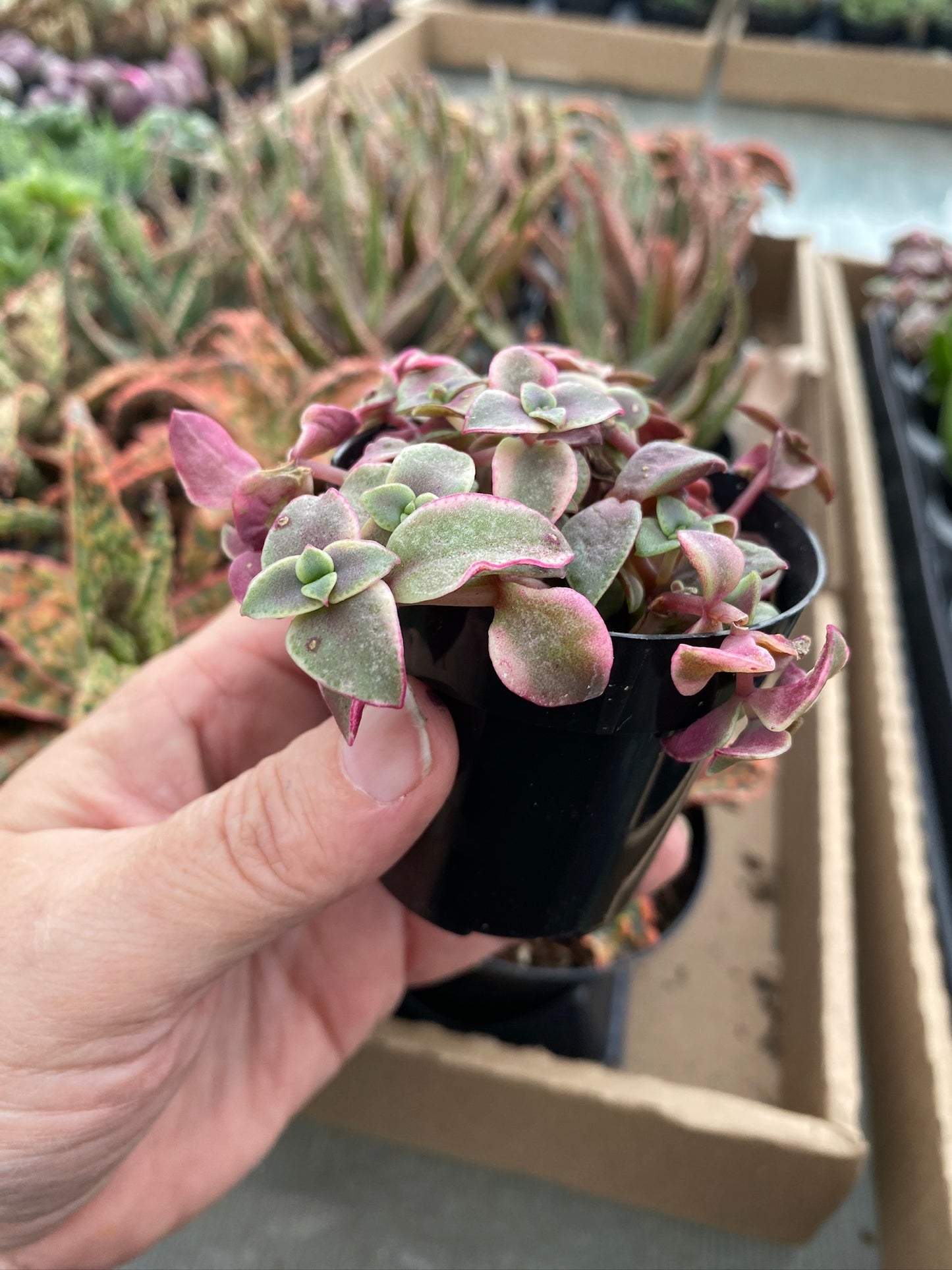 Crassula Calico Kitten Variegated marginalis rubra 2.5" Pot Live Plant