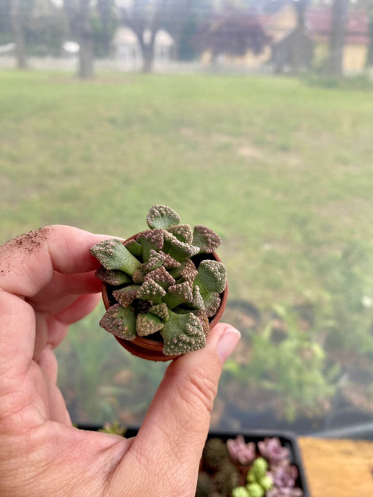 Succulent Concrete Leaf Titanopsis calcarea 1" Pot with Saucer Live Plant